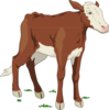 Brown And White Baby Cow Clip Art